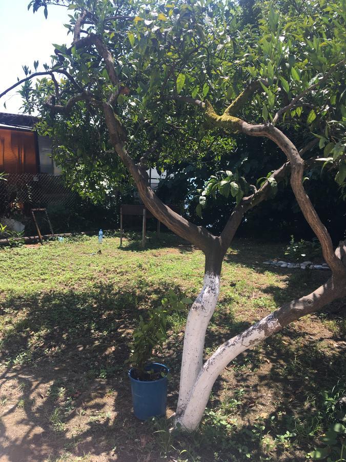 Guest House Mushmula New Athos Εξωτερικό φωτογραφία