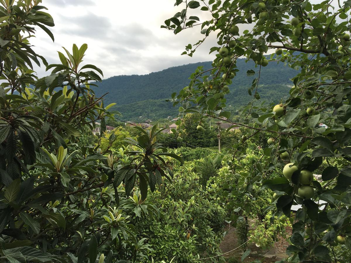 Guest House Mushmula New Athos Εξωτερικό φωτογραφία
